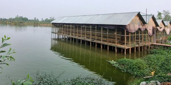 মাছ চাষে মুরগির বিষ্ঠা, যা বললেন বিশেষজ্ঞরা